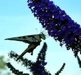 kybutterfly11.webp