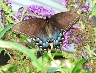 kybutterfly12.webp