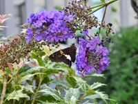 kybutterfly13.webp