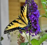 kybutterfly14.webp kybutterfly14.webp