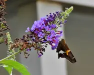 kybutterfly15.webp kybutterfly15.webp