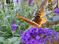 kybutterfly16.webp