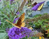 kybutterfly17.webp kybutterfly17.webp