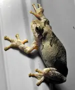 treefrog4.webp