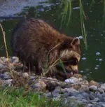 racoon2.webp