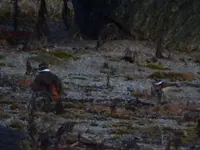 kildeer3.webp