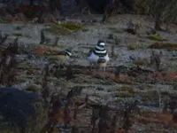 kildeer and chicks.webp