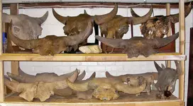 Bison_early2.webp