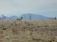 GT 42 Mano Hill coyote.webp