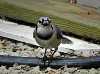 blue jay.webp
