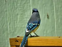blue jay2.webp