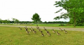 geese round up.JPG