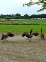 running geese.JPG