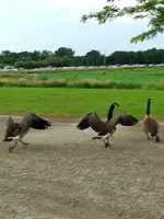 running geese.webp running geese.webp