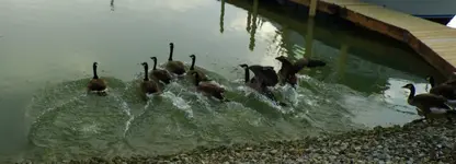 going for a swim.webp