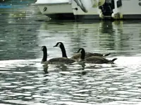 swimming geese.webp
