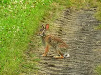 rabbit.webp