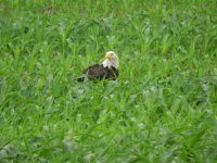 eagle in cornfield.JPG
