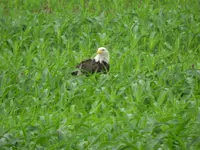eagle in cornfield.webp eagle in cornfield.webp