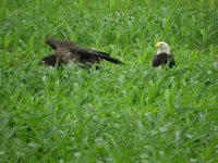 eagles.webp