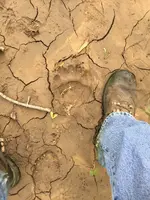 Bear track.webp