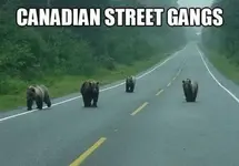 Funny-Canada-Meme-13.webp Funny-Canada-Meme-13.webp