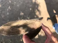 Shoe6.webp