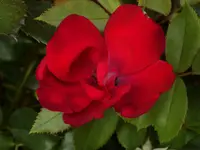 DSCN2771.webp