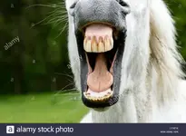 laughing-horse-horse-white-horse-horse-teeth-teeth-laughing-neigh-DY9218.webp