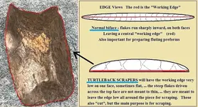 Turtleback 1.webp