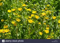 goldenweed 2.webp