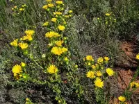 goldenweed4.webp