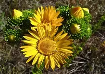 goldenweed 1.webp