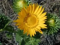 goldenweed 3.webp