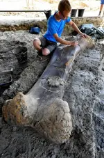 fossil leg bone.webp