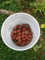 Potato Bucket.webp