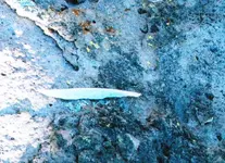 bone knife.webp