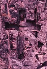 Cross Saguaro cactus.webp