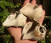 LittleShellHammers-(1).webp