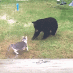 aeb45ef18b5e8c2da33ff064699b95b2.gif