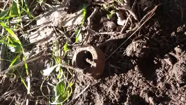 screws and bone.webp