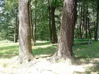 DSCF0011.webp
