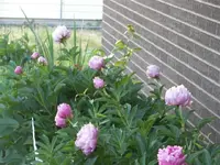 52608_021 A.webp