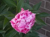 52608_036 A.webp