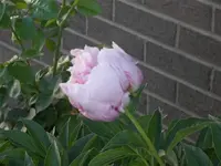 52608_038 A.webp