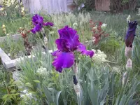 52608_024 A.webp