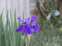 52608_031 A.webp