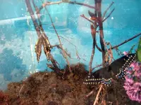 GiantAndBlackSwallowtailreduced.webp