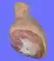 Drum.webp