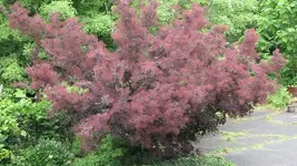 Smoke Tree 01.webp